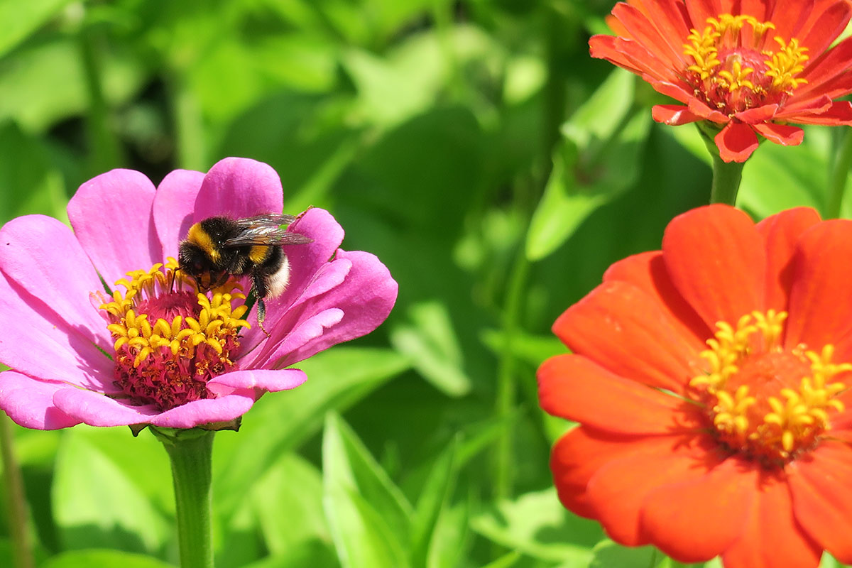 De natuur voorziet in alles